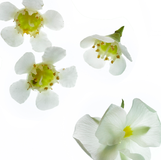 HEART: Eucalyptus