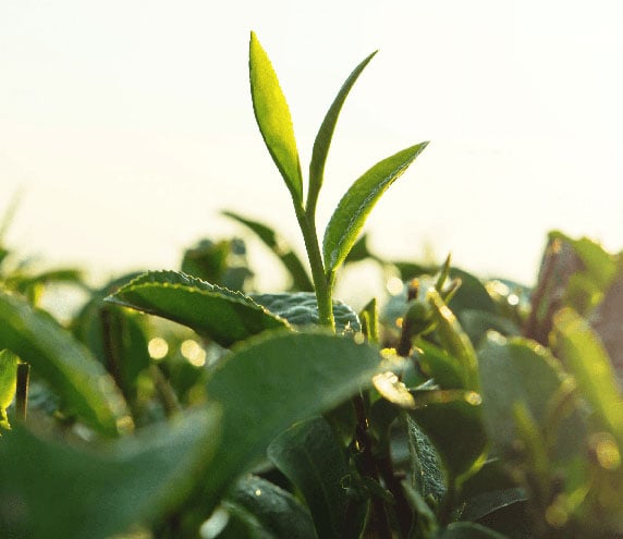 Matcha plants growing