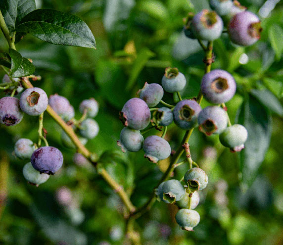 Blueberries growing on live plant