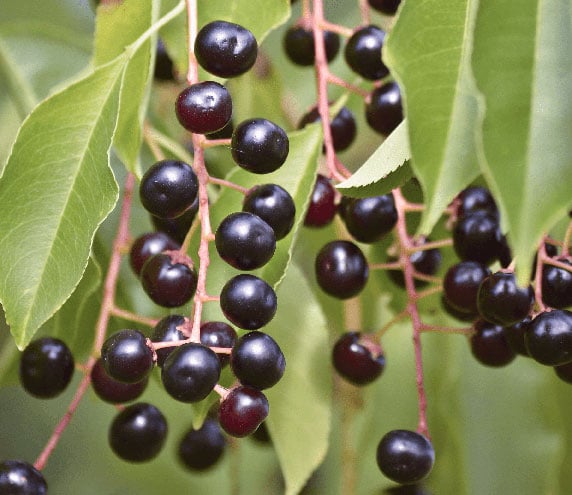 Cluster of magui berries growing on live plant