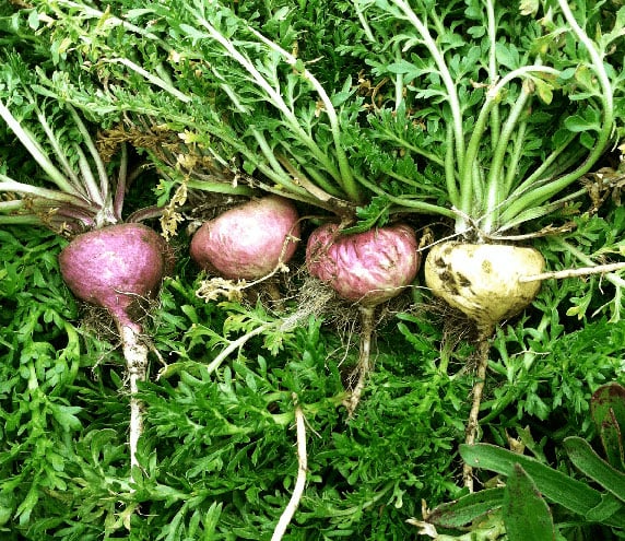 Group of freshly-harvested maca