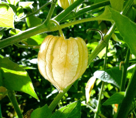 Closeup of Goldenberry growing on live plant