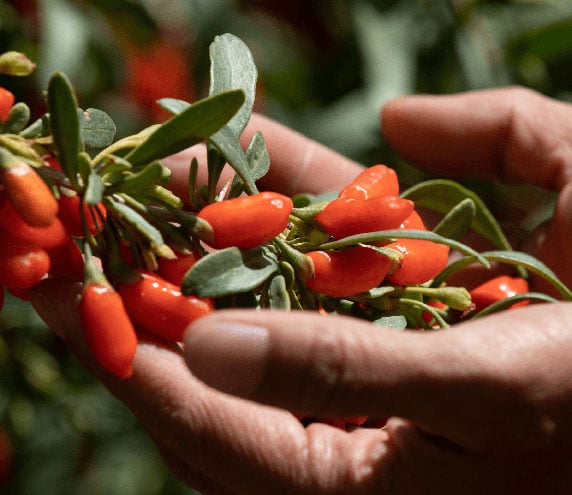 Hands holding freshly-harvested goji berries and leaves
