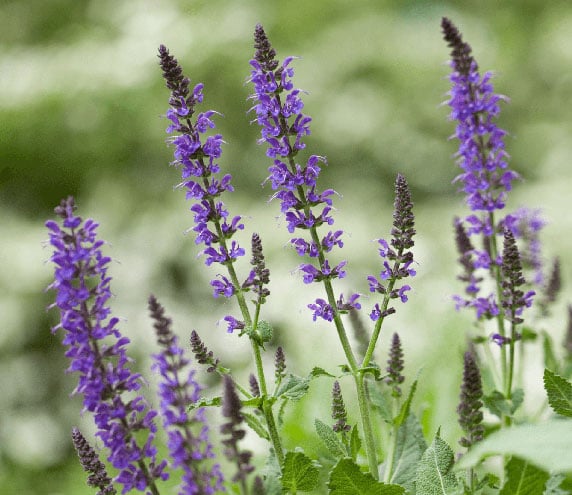 Group of chia flowers growing