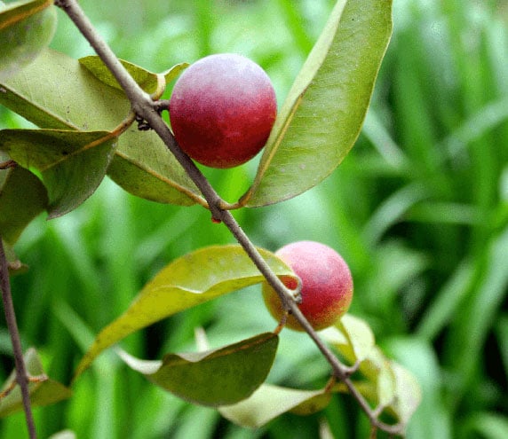 Camu berries growing