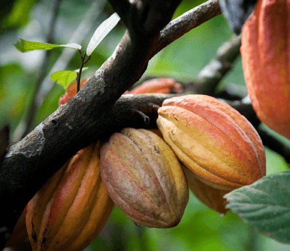 Closeup of cacao beans growing on tree