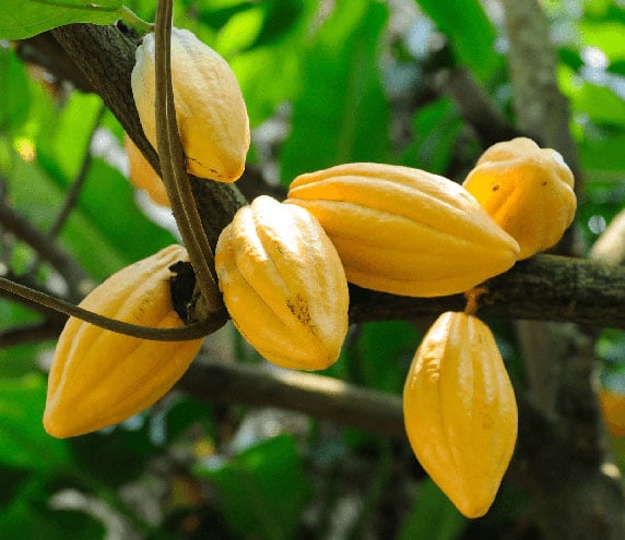 Closeup of Cacao beans growing on tree