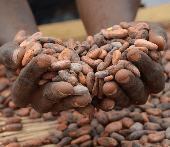 Hands holding raw cacao beans