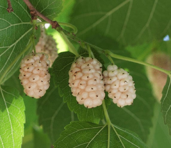 Mulberries growing on live plant
