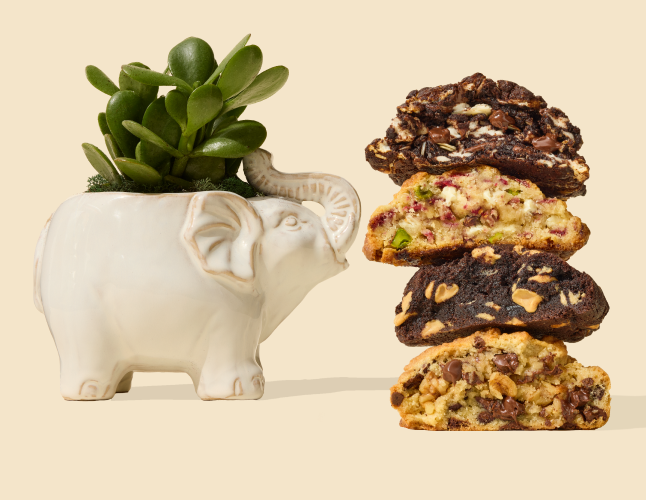 Levain x UrbanStems Desk Plant Gift Set