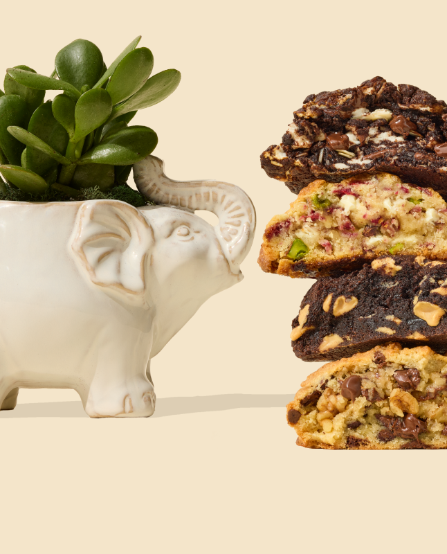 Levain x UrbanStems Desk Plant Gift Set