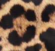 Leopard print cotton peplum top ss26