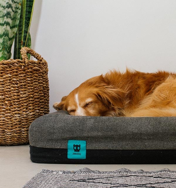Zee.Beds The World's Most Comfortable Dog Beds Zee.Dog