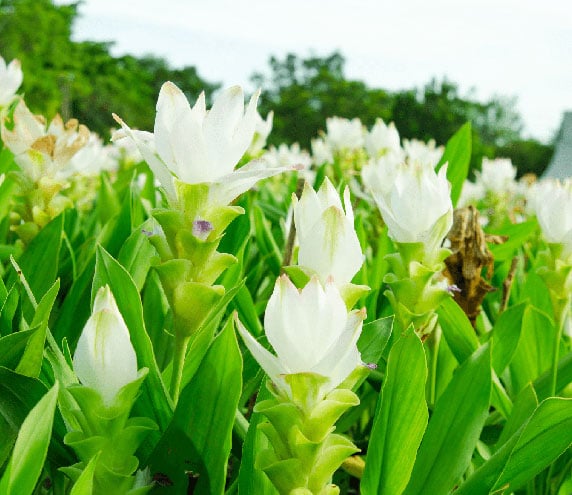 Flowering turmeric plants growing