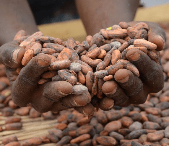 Hands holding unshelled cacao beans