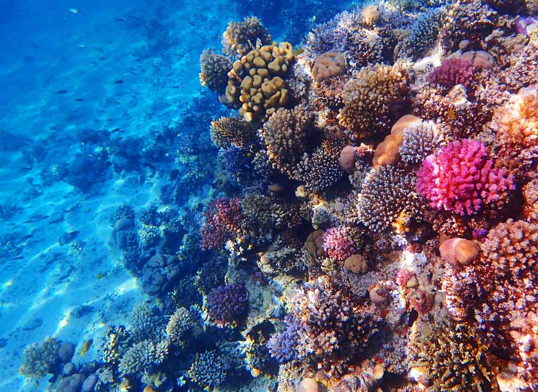 Supporting Marine Conservation in the UK