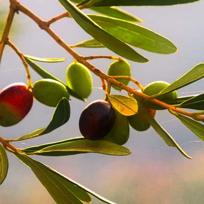 organic olive oil