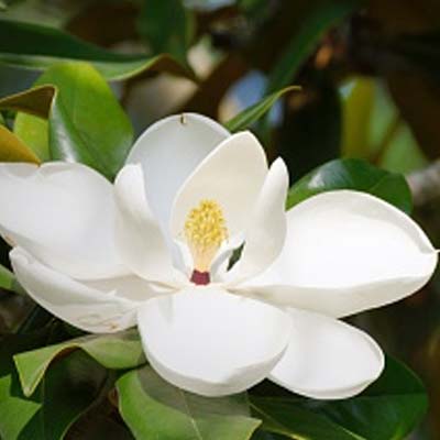 magnolia flower essential oil