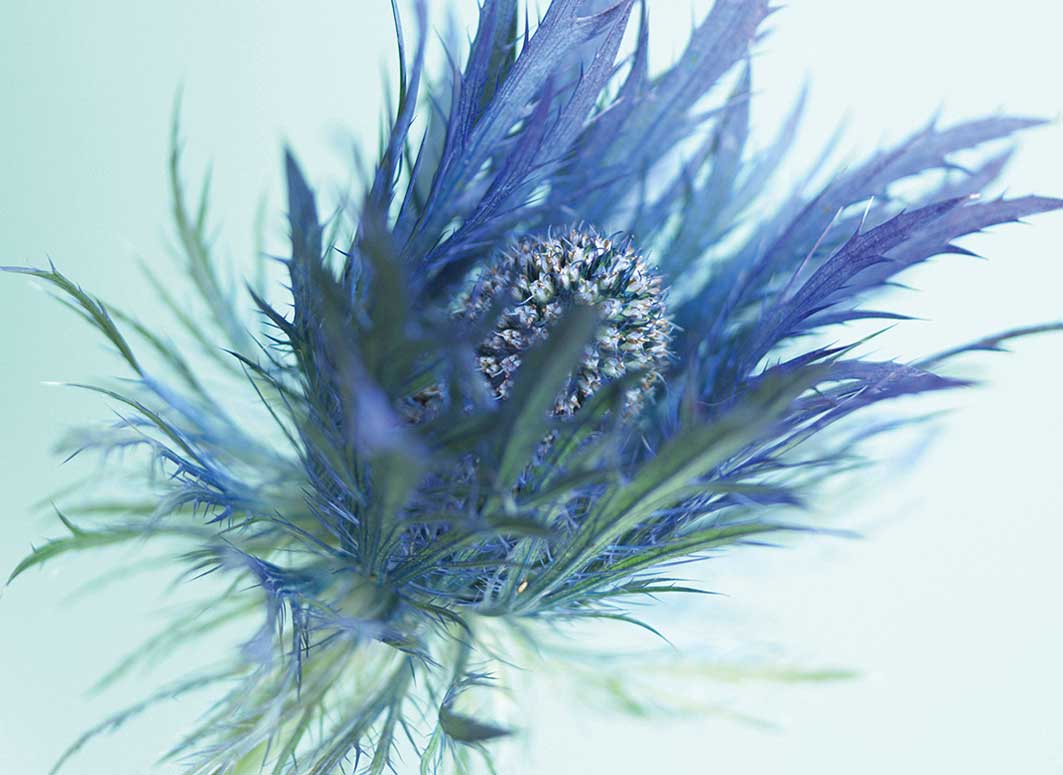 Plant stem cell technology