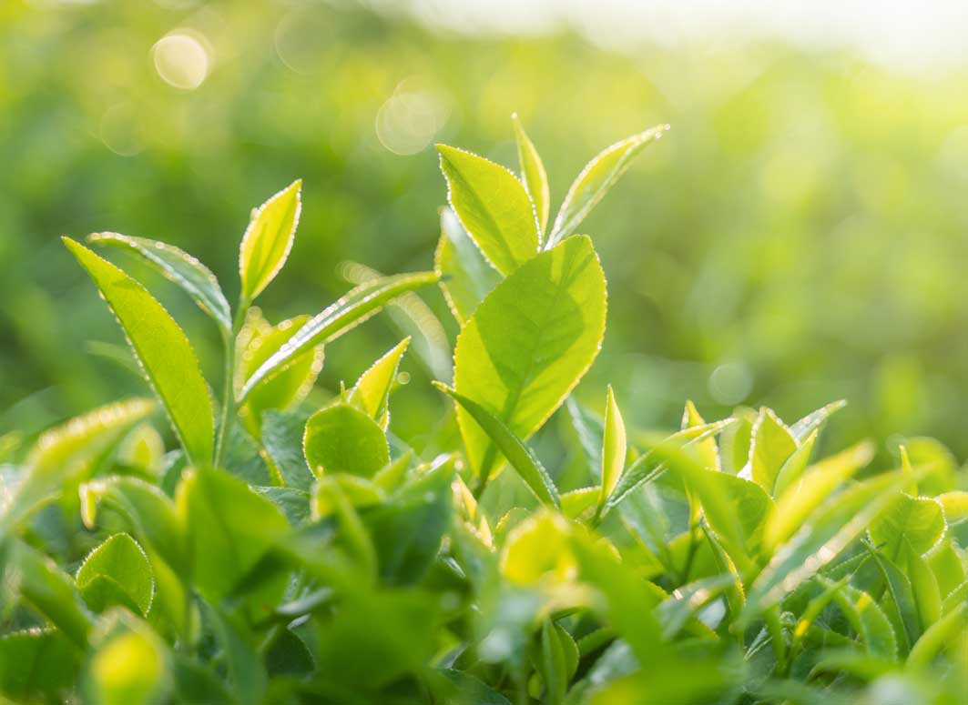 Natural skin care for acne and spots