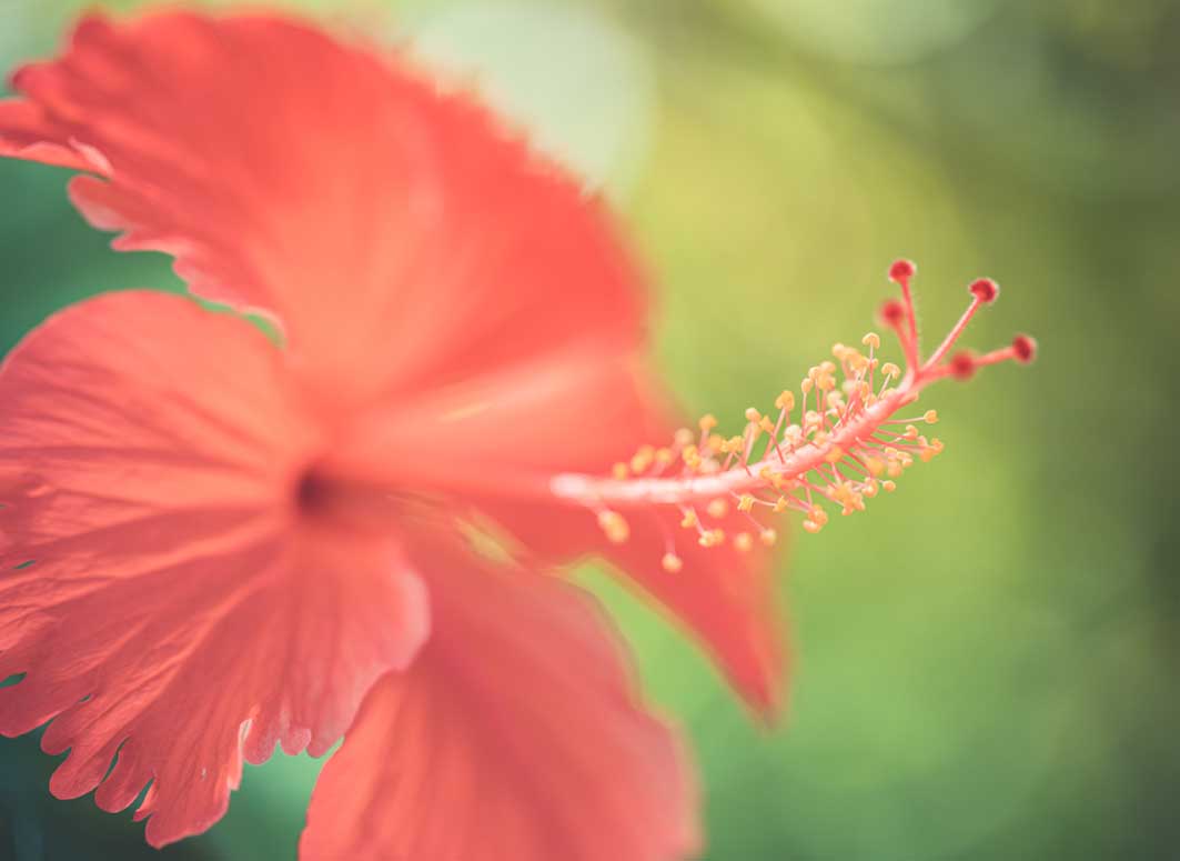 Organic skin brightening must-haves