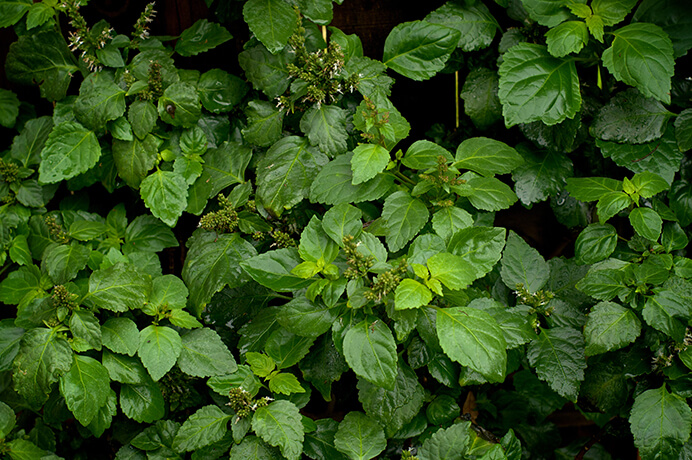 plante patchouli