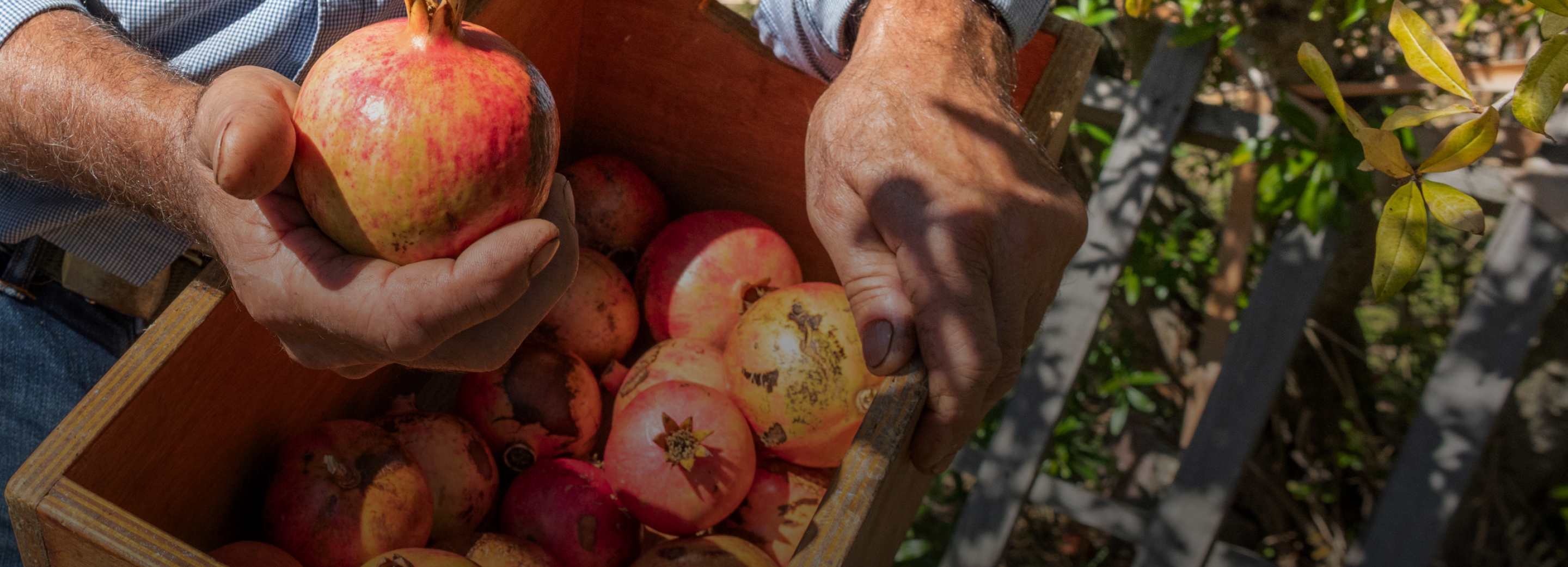 Pomegranate