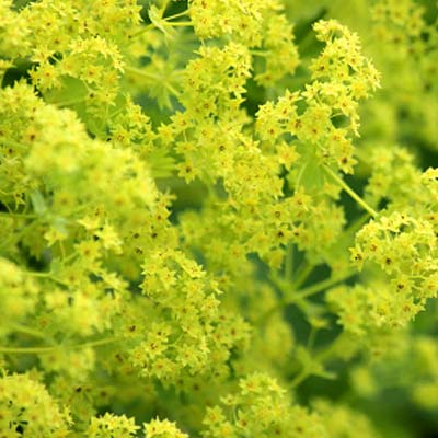 Lady's Mantle