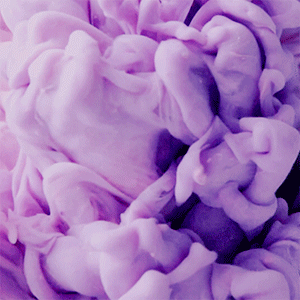 Pink Lavender