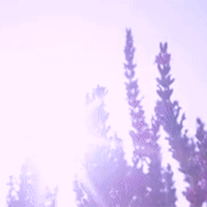 Lavender Sky