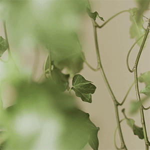 Vine Green