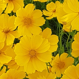 Canary
