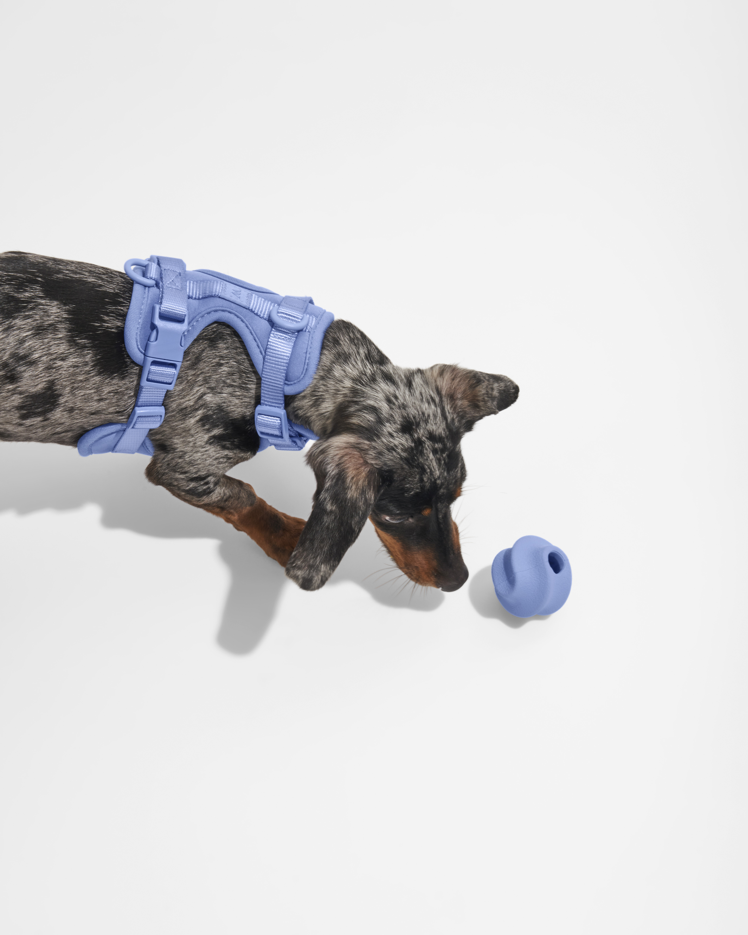 Wild One Bolt Bite Dog Toy in Moonstone at Urban Outfitters - Yahoo Shopping