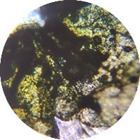 Elderflower