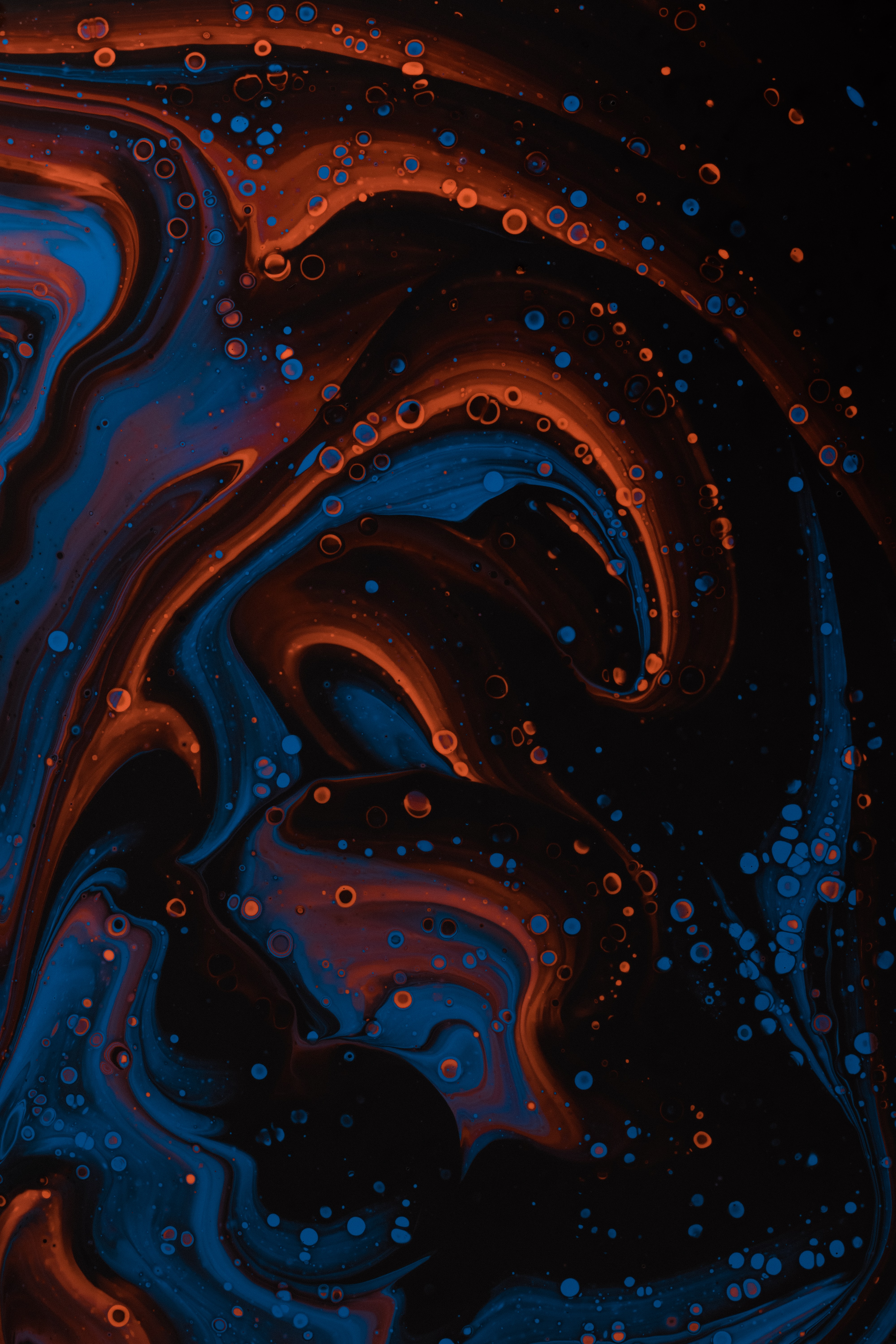 Abalone