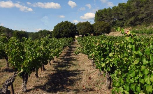 Aurélien and Charlotte Houillon | Rhône - Petites Caves
