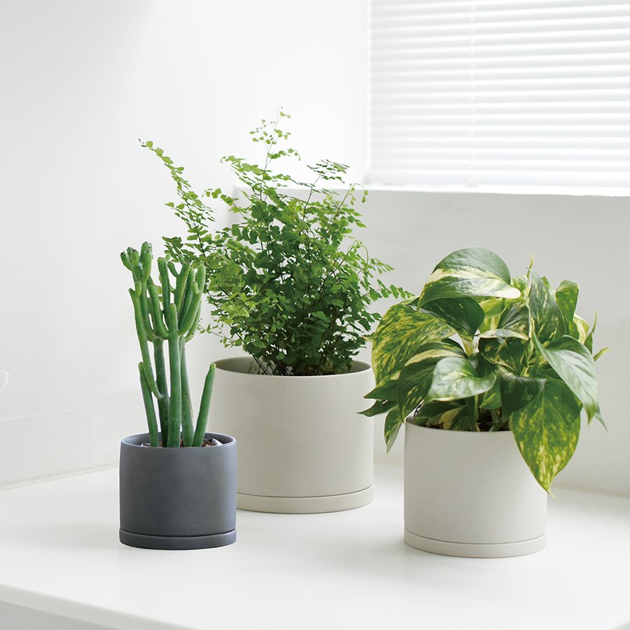 Trois POT PLANT 191's en pot avec des plantes sur une table