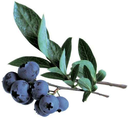 GO BIG ingredients blueberry