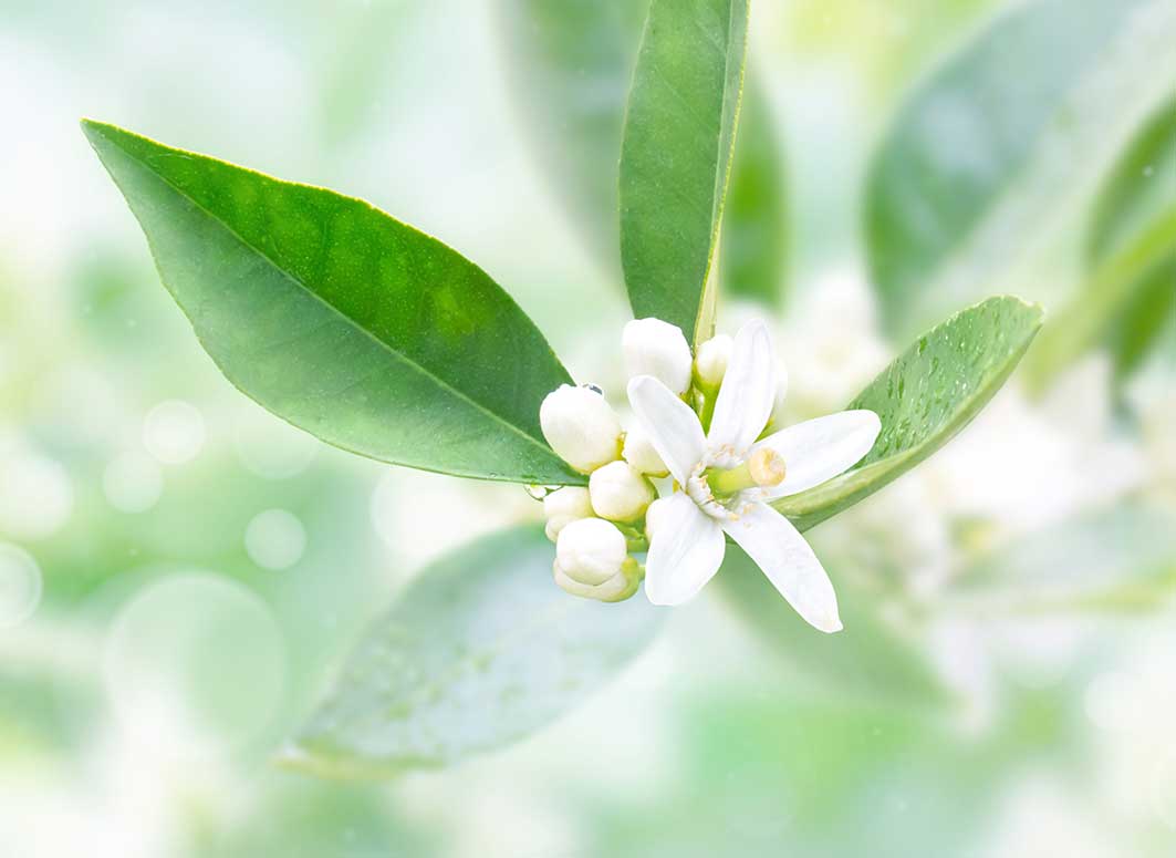 Essential oil blends for your home