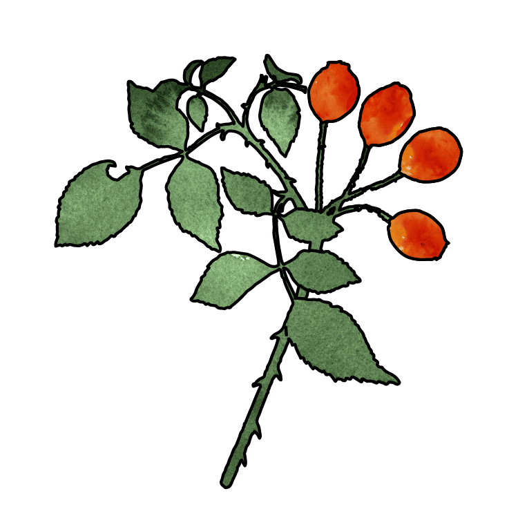Rosehip