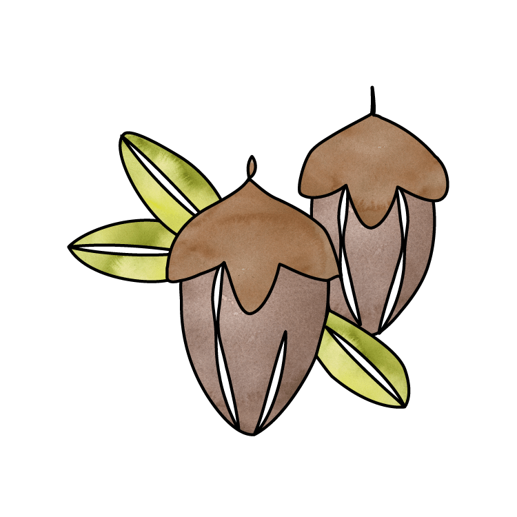 Jojoba