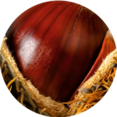 CHESTNUT