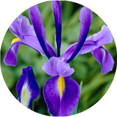 ORRIS BUTTER (IRIS)