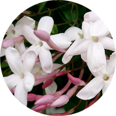 SAMBAC JASMINE