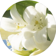 NEROLI