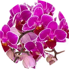ORCHID