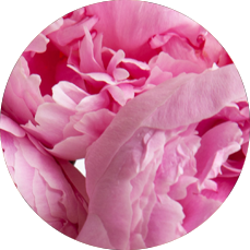 PEONY