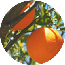PETITGRAIN