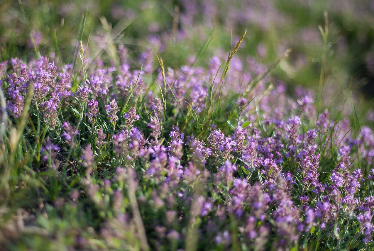 Thyme: Benefits, history, and forms