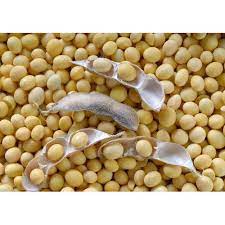Plant, Ingredient, Food, Bean, Dish, Cuisine, Legume family, Seed, Superfood, Natural foods